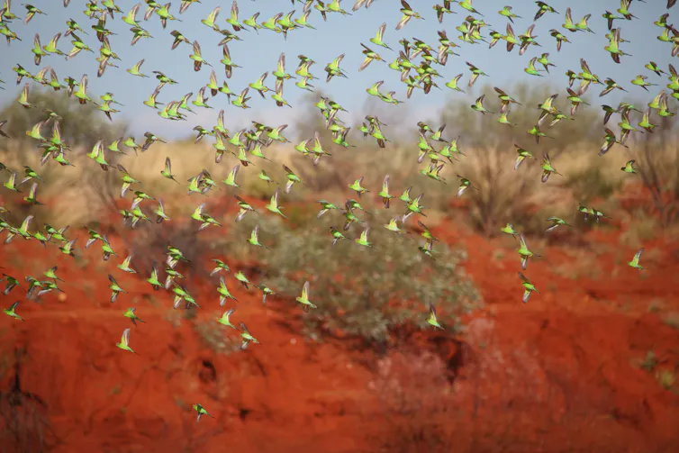 flock of budgerigars flying over semi-arid landscape