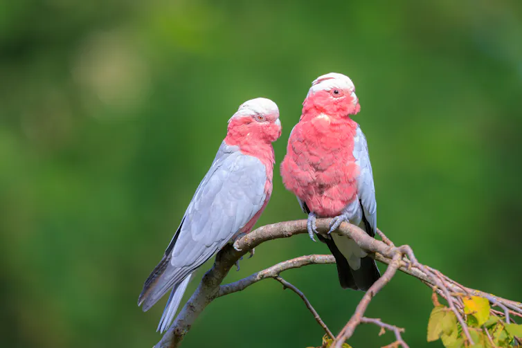 two galahs sit on branch