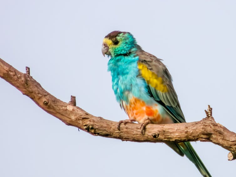 A golden-shouldered parrot on a branch
