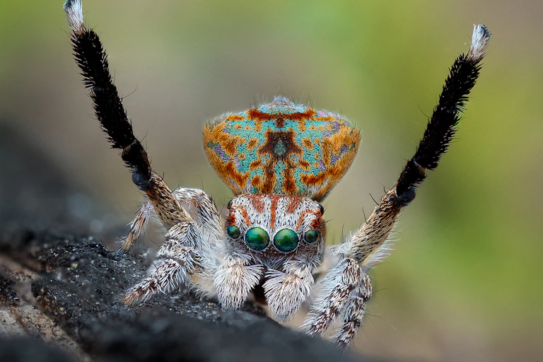 endangered peacock spider maratus yanchep