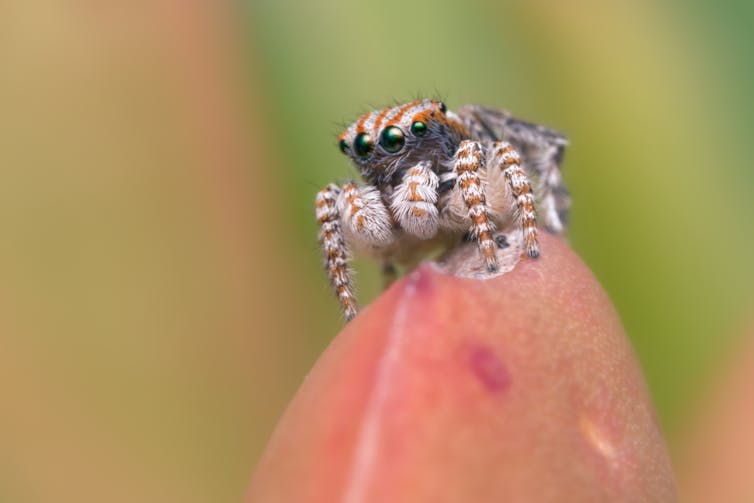 peacock spider