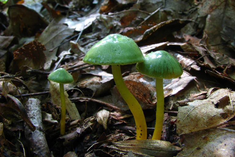 Chartreuse mushrooms poking out of dead leaves.