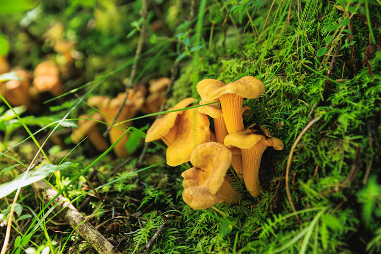 Orange-yellow mushrooms poking out of moss in a forest.