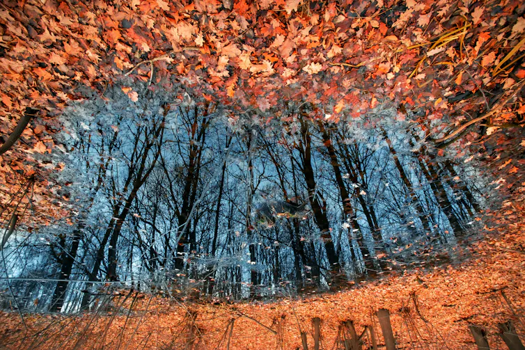 A puddle surrounded by fallen leaves.