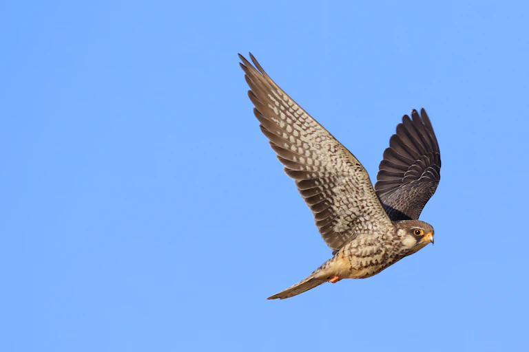 Flying falcon, blue sky