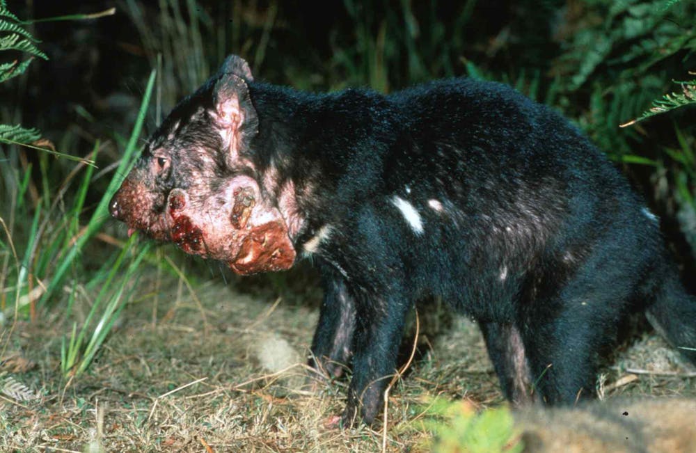 What S Killing Tassie Devils If It Isn T A Contagious Cancer