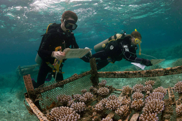 Two scuba divers look at some coral