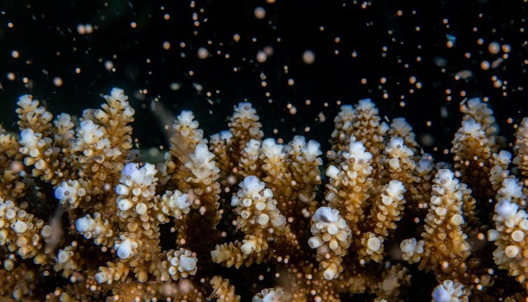 Orange coral, dark background
