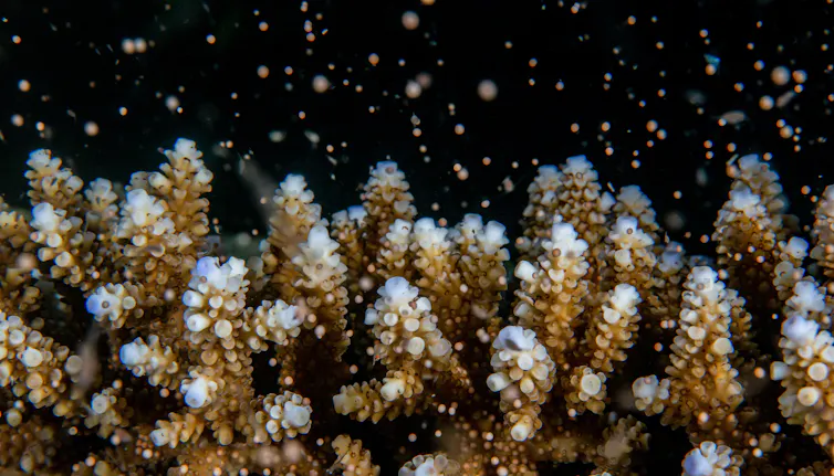 Orange coral, dark background