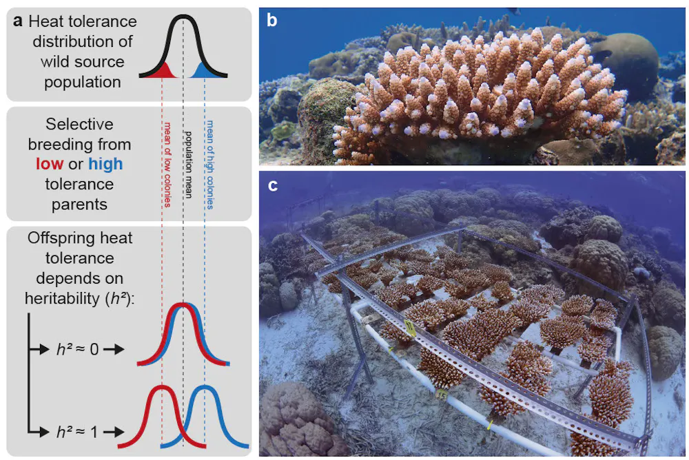 Conversation coral breeding - Press Office - Newcastle University