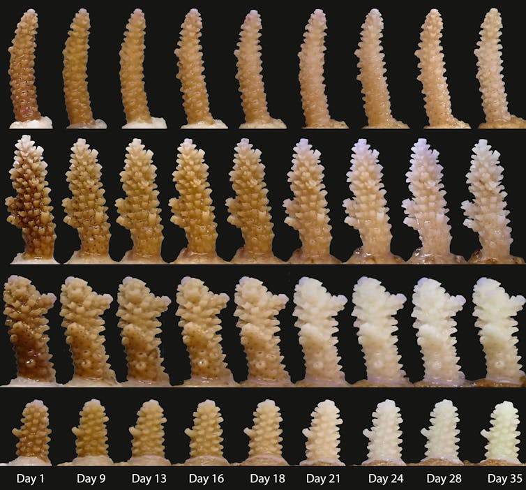 Coral fragments in differing stages of health