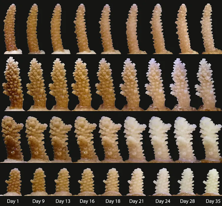 Coral fragments in differing stages of health
