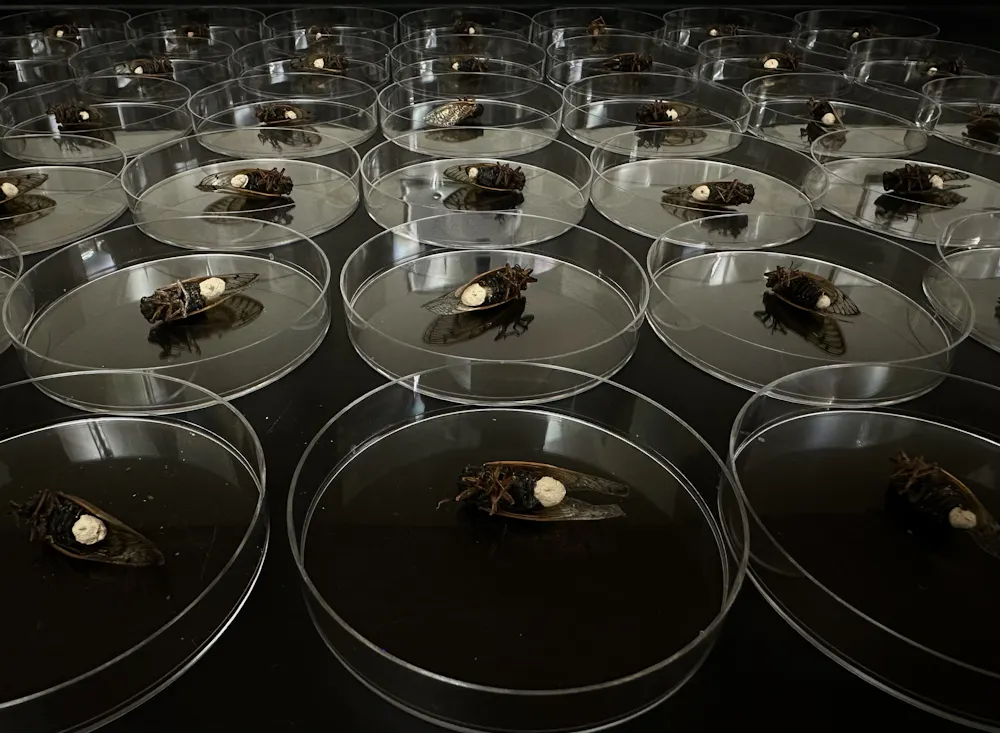 The Last of Us: Could Fungi Trigger a Zombie Apocalypse? File 20241014 15 Qmqb8v.jpg?ixlib=rb 4.1