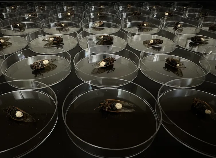 Dead cicadas in small round dishes on a counter