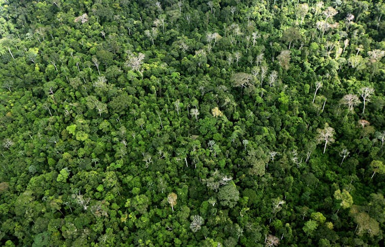 Aerial view of the Amazon rainforest near Altamira, Brazil