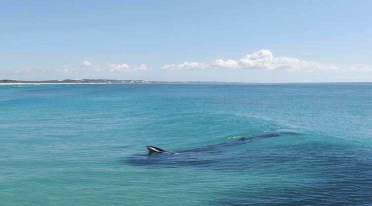 Photo of a Bryde's whale feeding in shallow surf, taken from the side