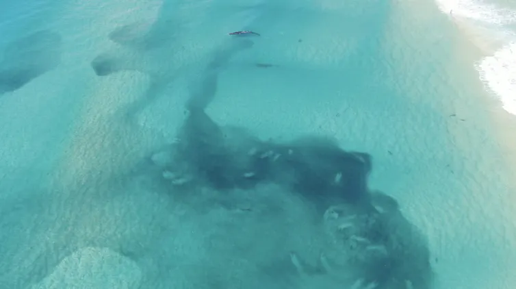 Aerial shot of Bryde’s whale in shallow waters near baitfish (darker areas)