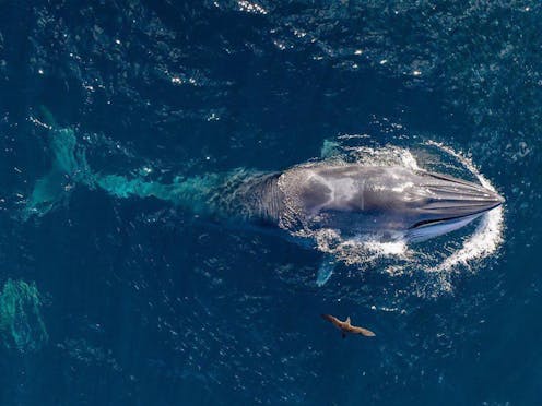 Social media footage reveals little-known ‘surfing’ whales in Australian waters