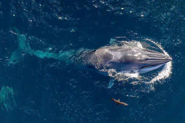 Australian eco tourism company Sapphire Coastal Adventures captured this striking image of a Bryde's whale feeding in New South Wales waters by drone.