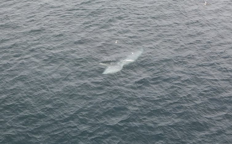 Drone photo of a Bryde's whale in deeper, darker waters, lunging while feeding on small baitfish