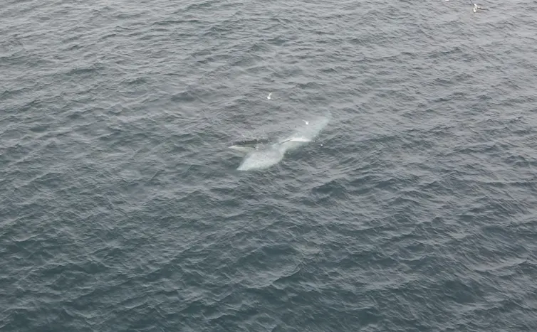 Drone photo of a Bryde's whale in deeper, darker waters, lunging while feeding on small baitfish