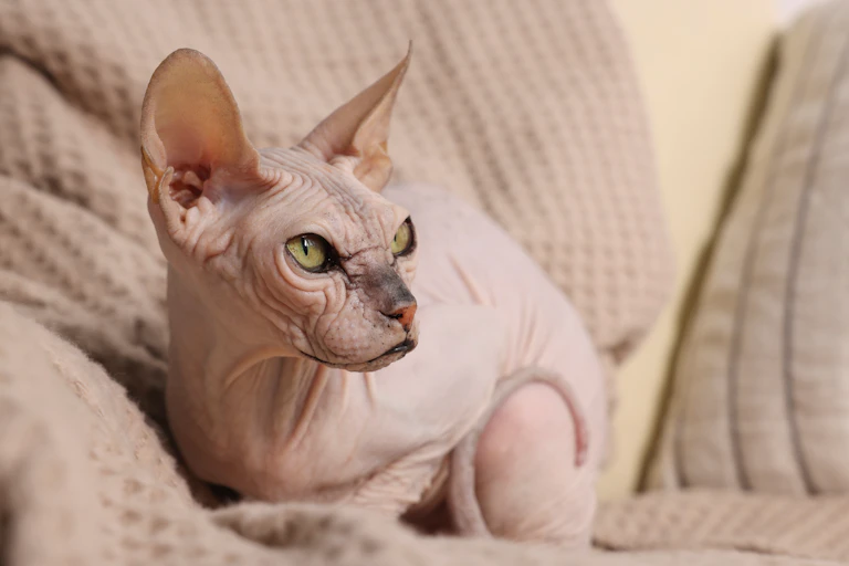 Hairless cat sitting on blanket