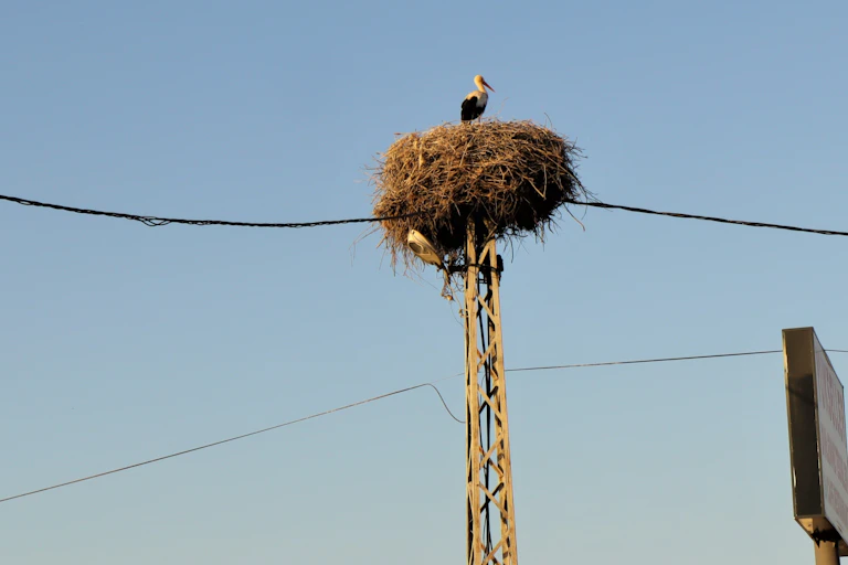 A large bird in a nest atop an electrical pole.