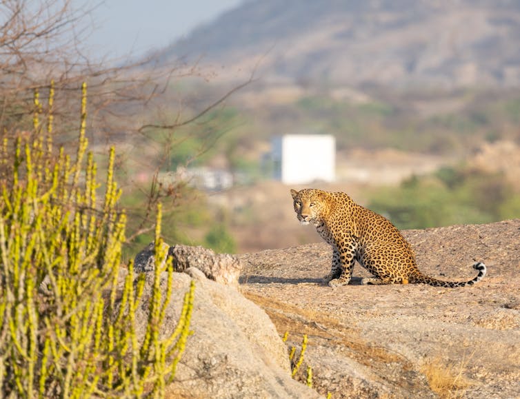 A leopard on a hillside with a village in the distance.