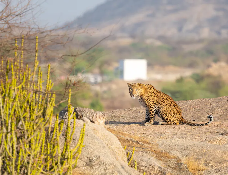 A leopard on a hillside with a village in the distance.