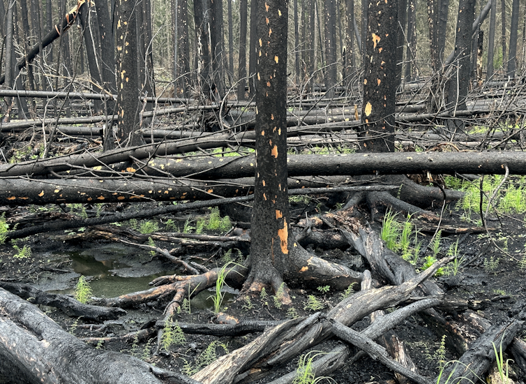 Dead and charred trees.