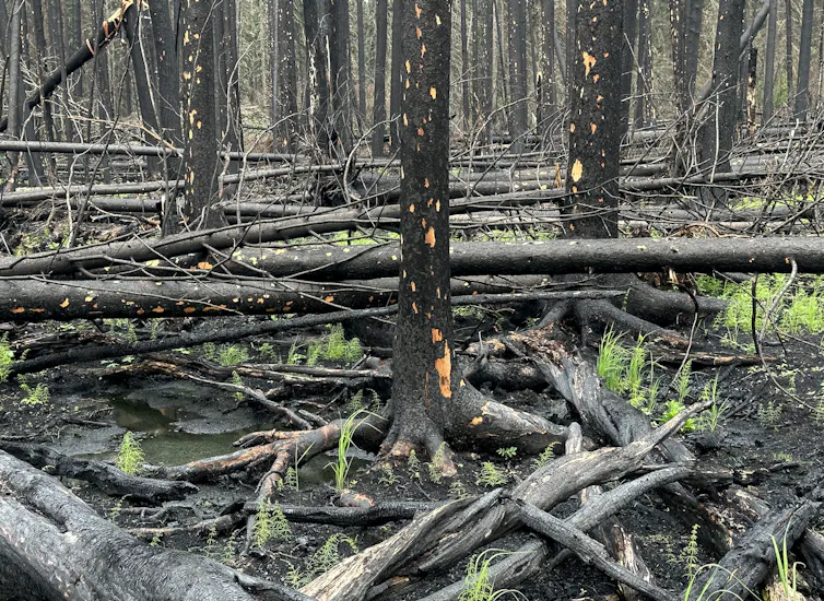 Dead and charred trees.