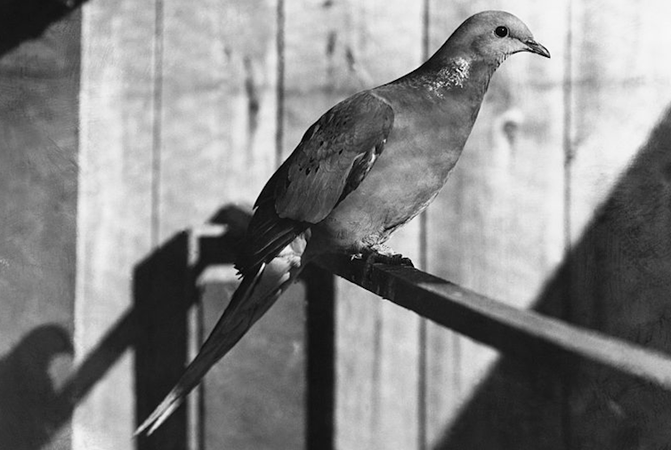 Black and white photo of a passenger pigeon perched on a rod.