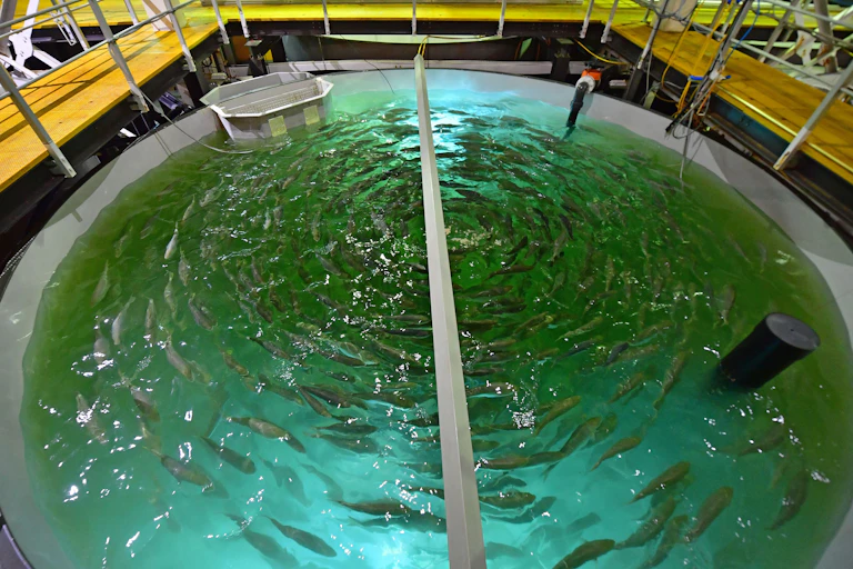 Dozens of fish circle in a round tank