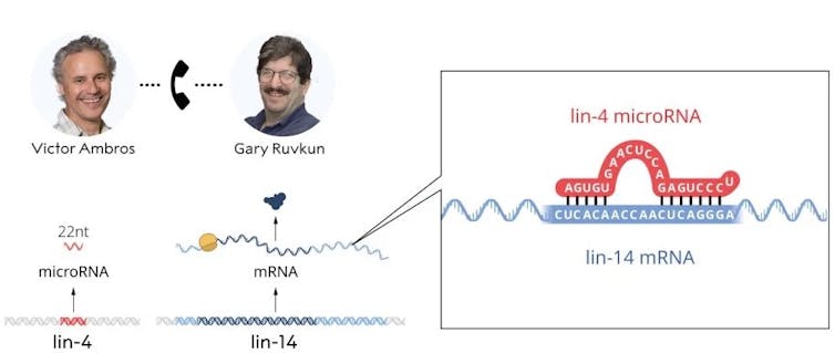 illustration of microRNA pairing with the RNA of another gene