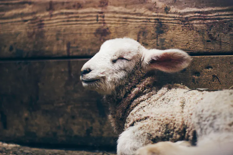 A sheep with eyes closed.