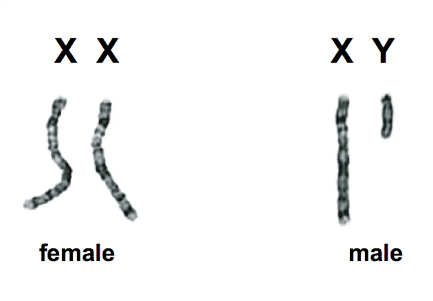 Man Gene Sign Sex, genes, the Y chromosome and the future of men