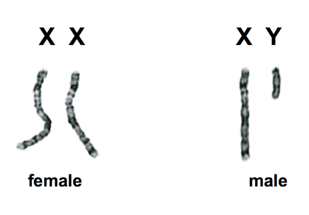 Sex, genes, the Y chromosome and the future of men.