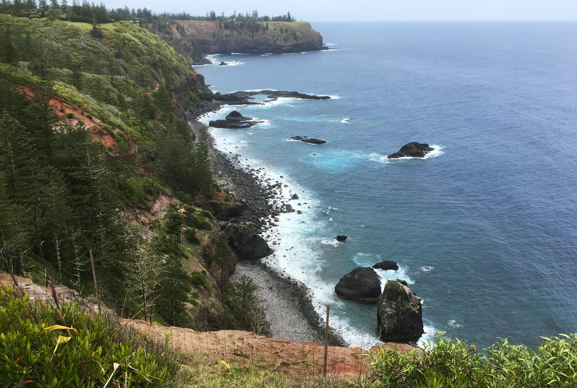 More than 20% of Earth's plant species are found only on islands  and time  is running out to save them