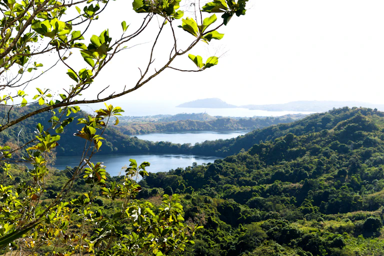 foliage on an island