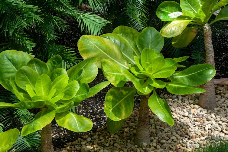small green plants