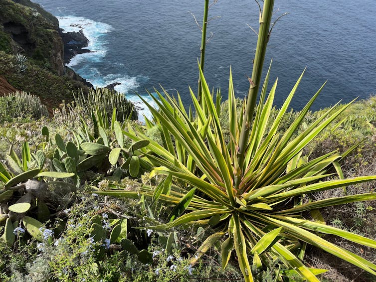 foliage on island coastline