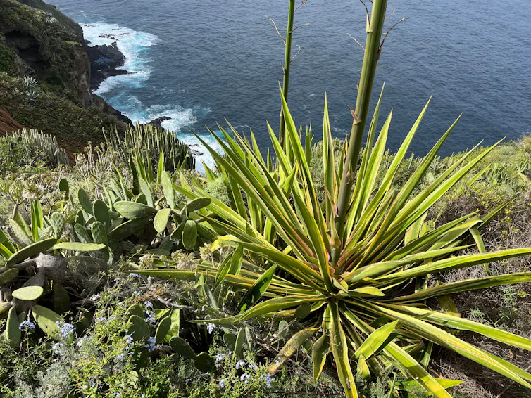 foliage on island coastline