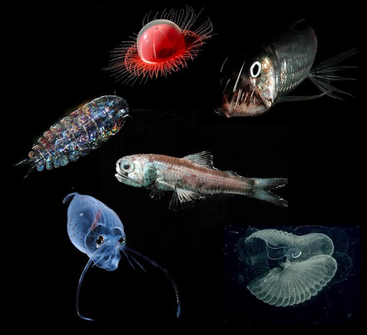 deep sea creatures