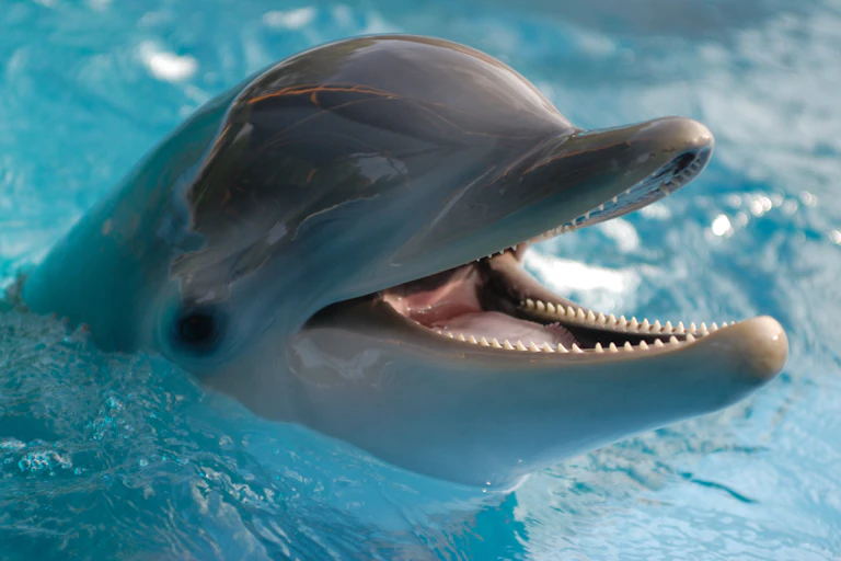 A close up of a bottlenose dolphin's head. The dolphin has an open mouth and is smiling.