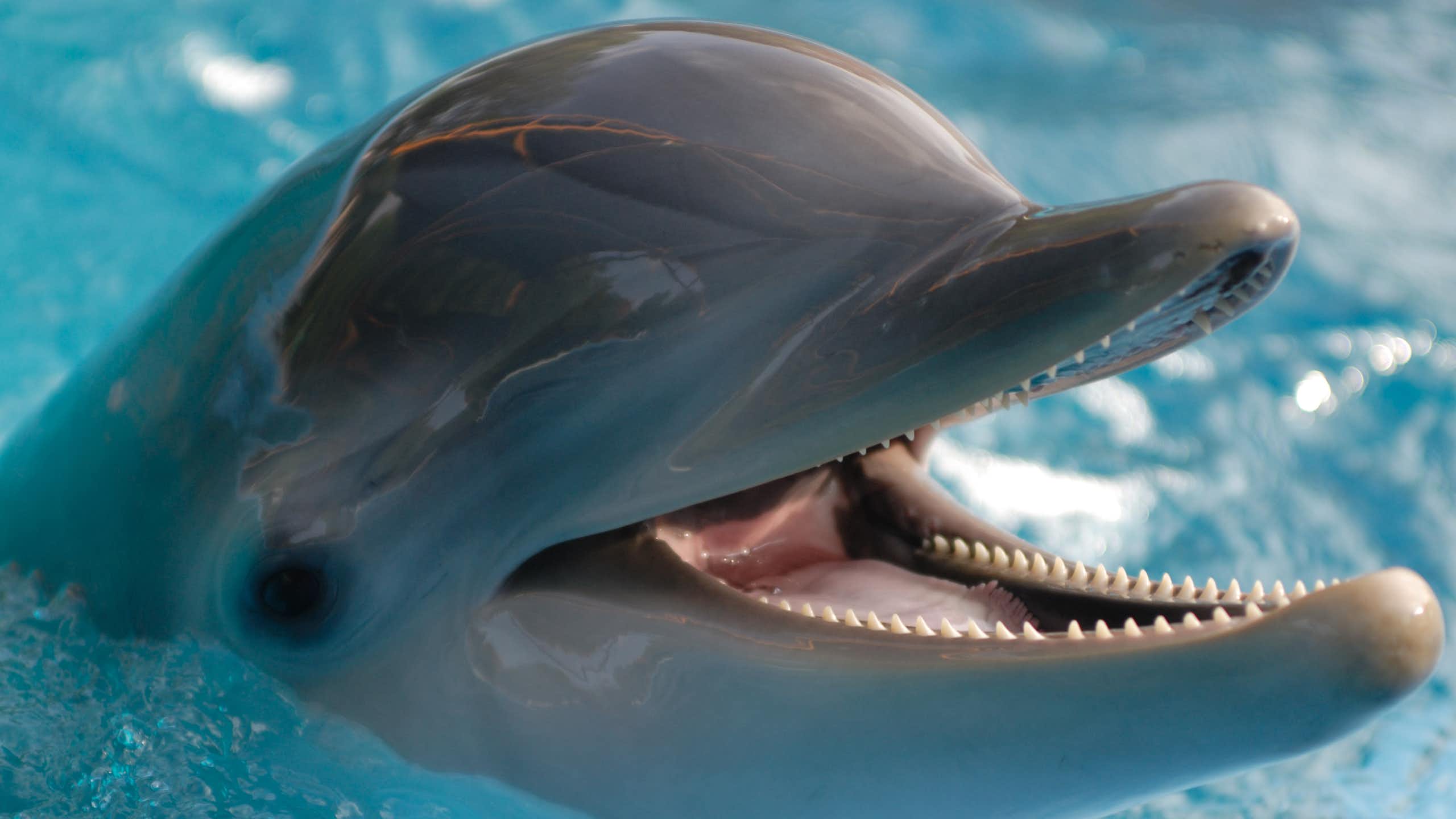 A close up of a bottlenose dolphin's head. The dolphin has an open mouth and is smiling.