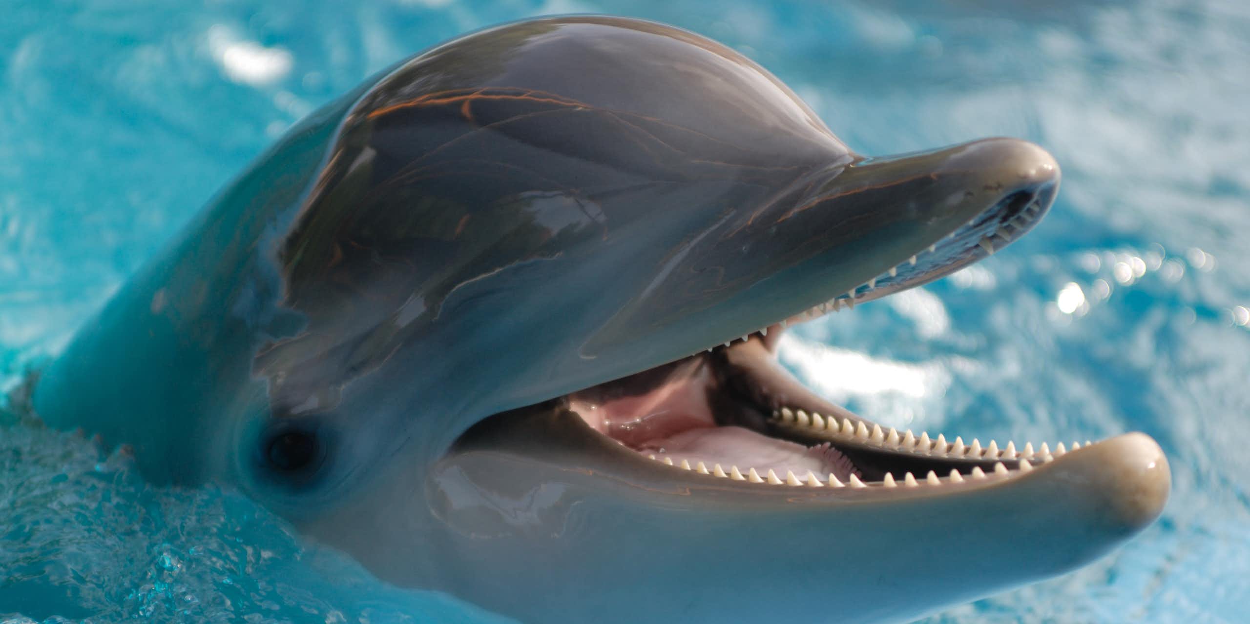 A close up of a bottlenose dolphin's head. The dolphin has an open mouth and is smiling.