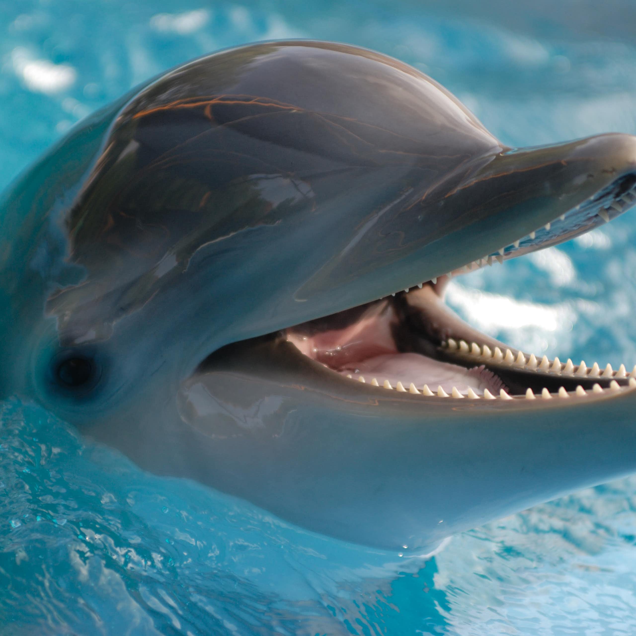 A close up of a bottlenose dolphin's head. The dolphin has an open mouth and is smiling.