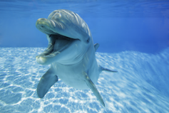 A dolphin in a pool with a wide open smiling mouth