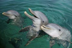 Three dolphins in the sea. The one in the middle is smiling widely.