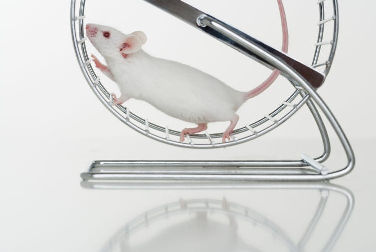 A white mouse on a running wheel.